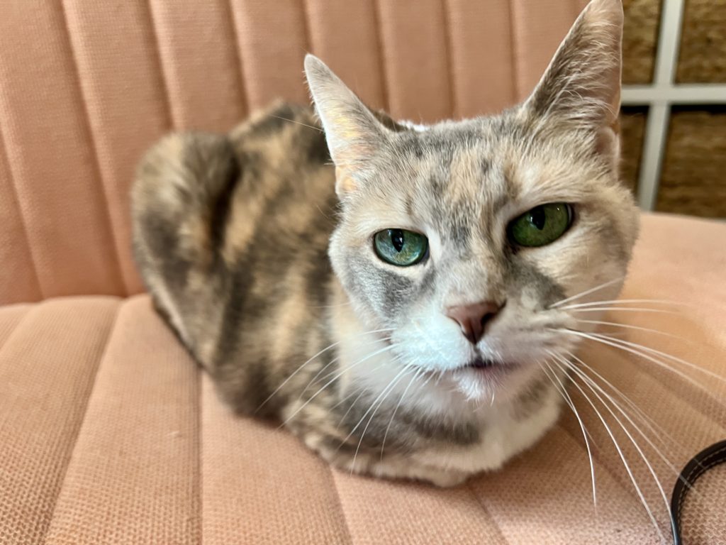 A calico cat with green eyes crouching on a salmon colored chair.